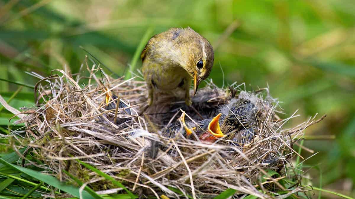 L’amore materno è una forza straordinaria che si manifesta a prescindere dalla specie