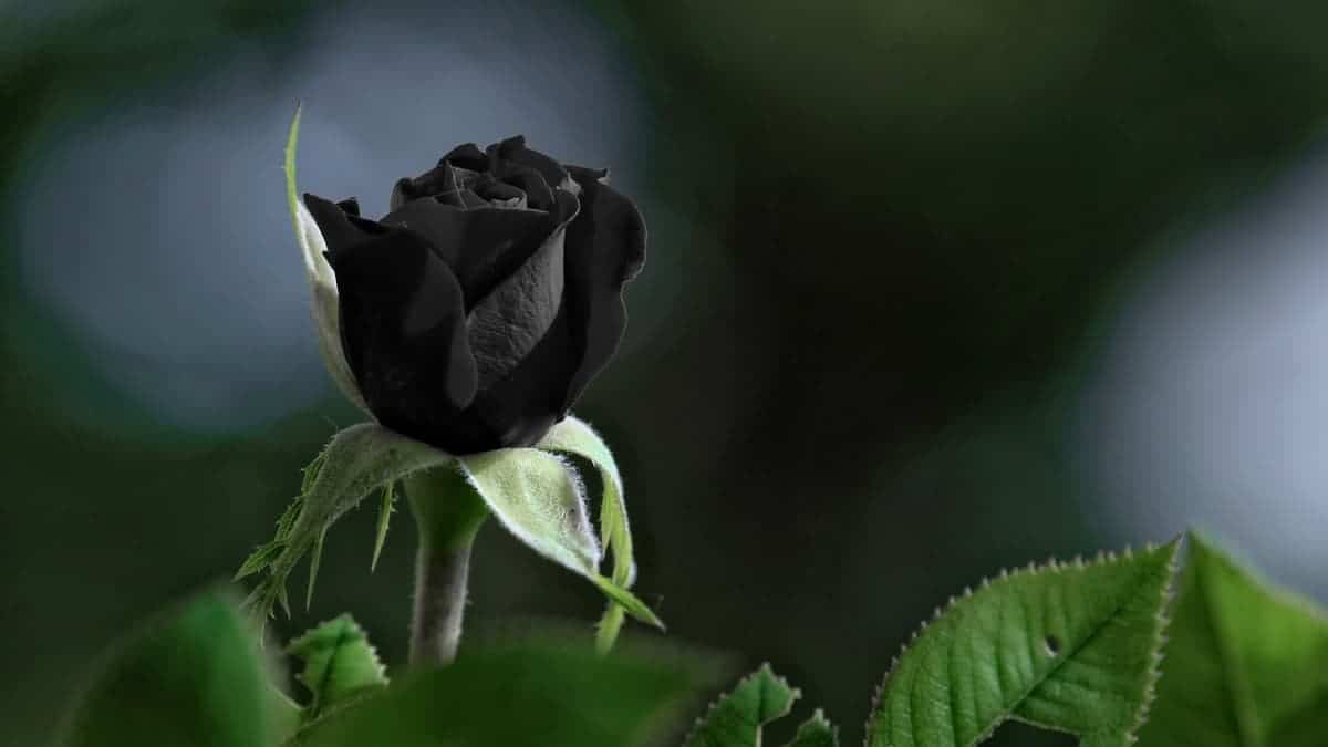 Rosa nera, esiste veramente, ma rischia d’estinguersi. Qual è il suo significato?