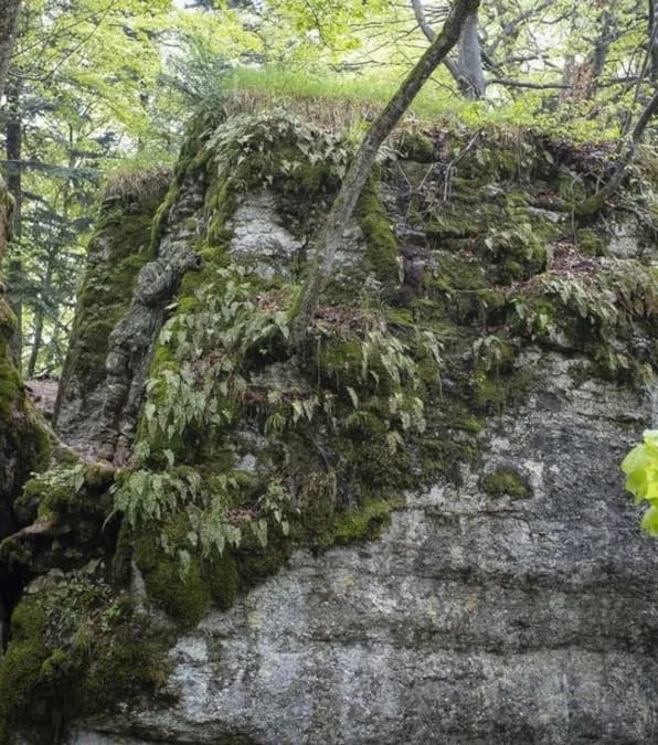 Sfida visiva: prova a trovare cosa si nasconde in questa foto