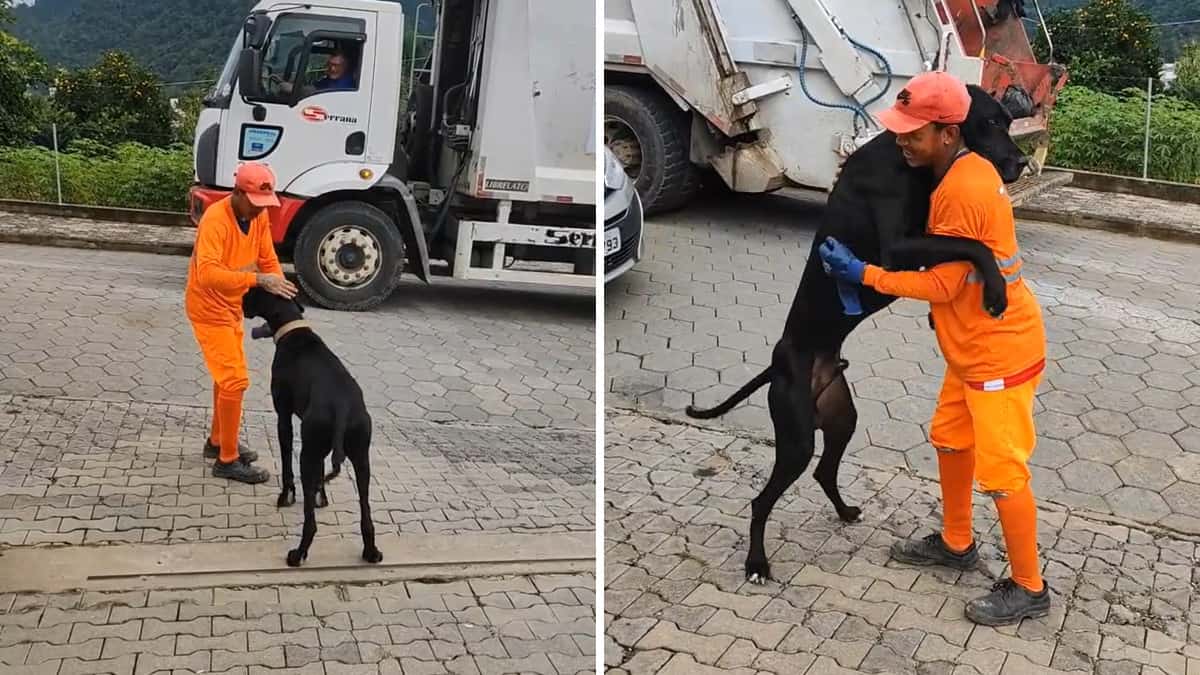 Il video virale che racconta l'incredibile amicizia tra un alano e un netturbino