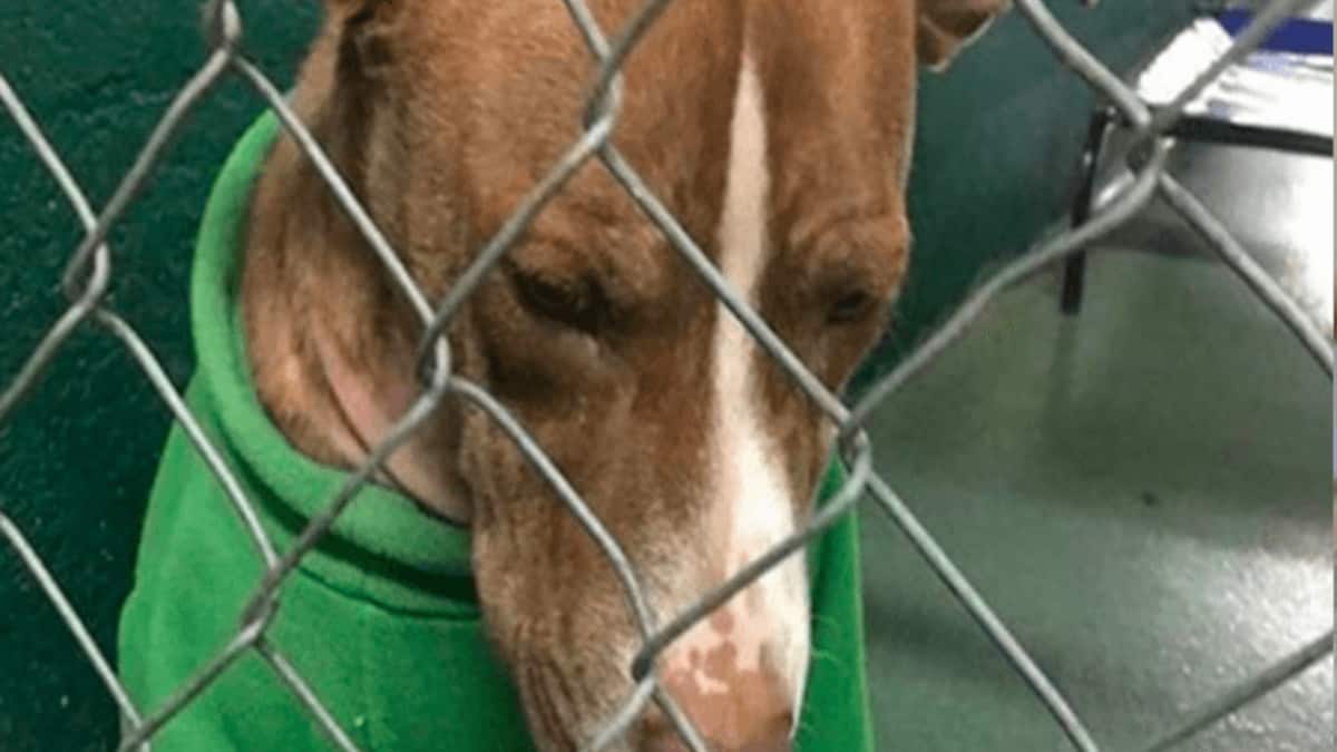 Bobby il cane del rifugio con indosso un maglione di natale