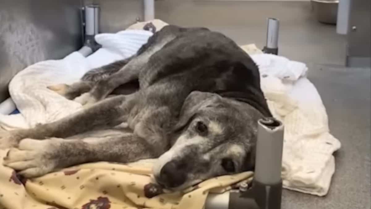 Lasciata in un rifugio a 19 anni per l’età avanzata, questa cagnolina cerca ancora amore