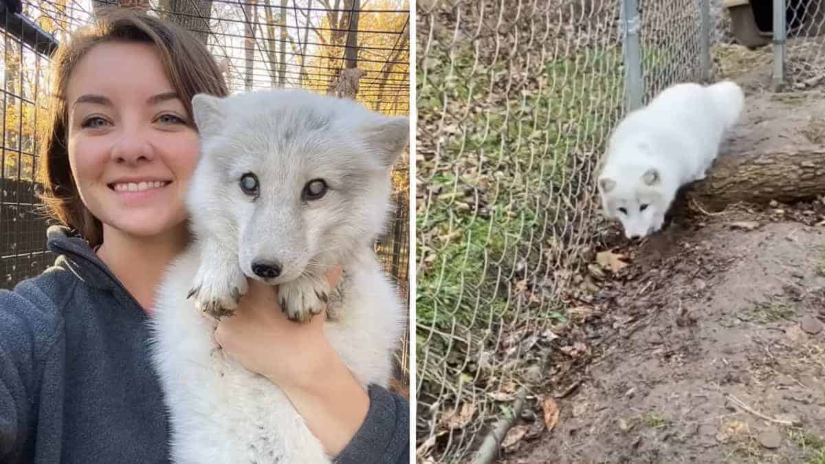 Una donna vede una volpe artica anziana e cieca abbandonata in un rifugio per cani e salta per salvarla