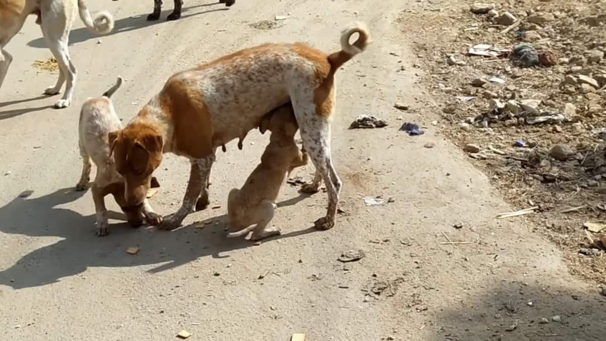 la madre disperata aveva bisogno di aiuto per salvare la vita al suo cucciolo