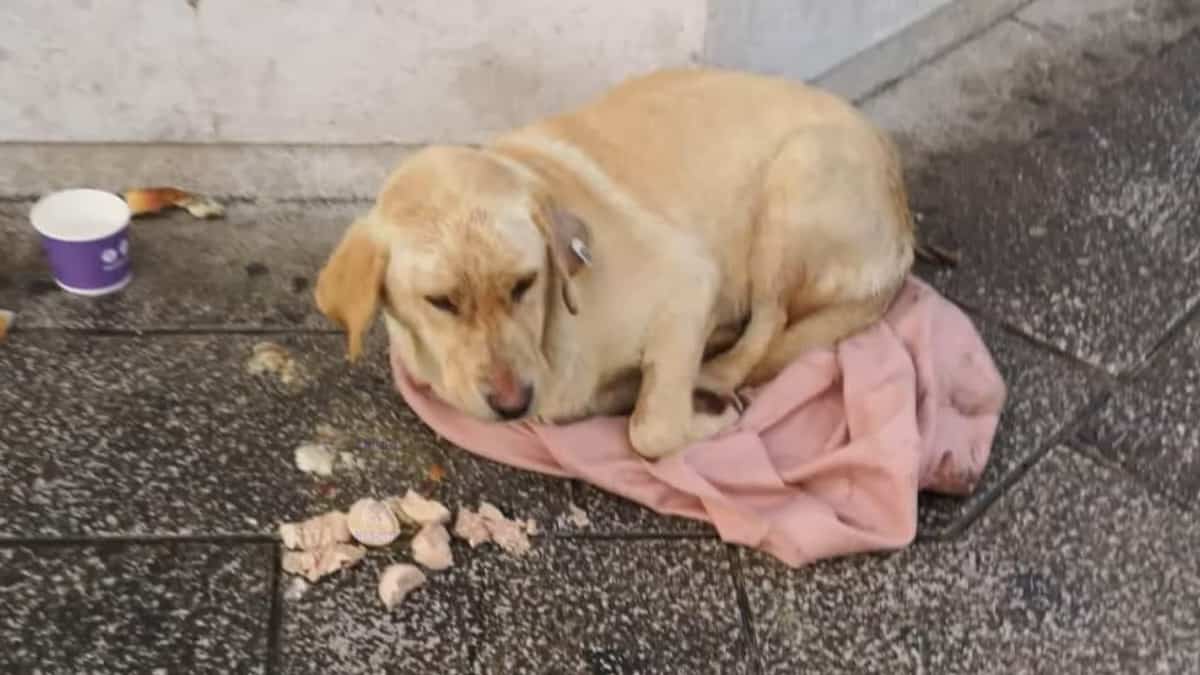 Abbandonata in condizioni disperate, tremante, bagnata e sfinita: il triste destino di una cagnolina – Video