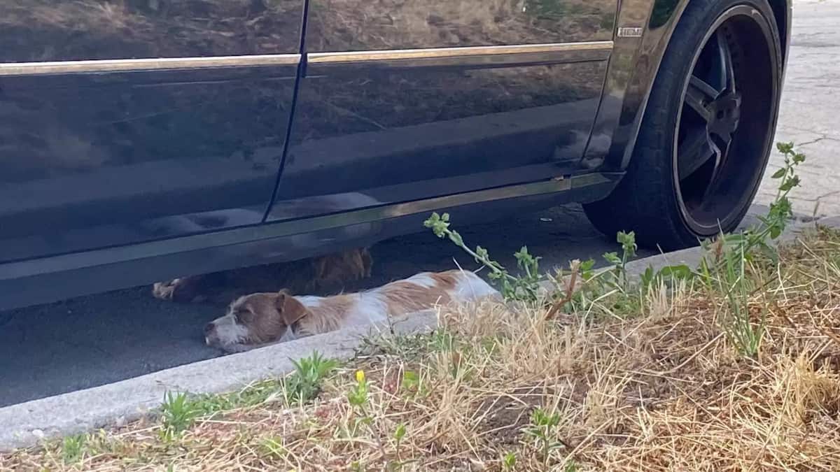 Tre cani vengono abbandonati e rimangono sempre insieme