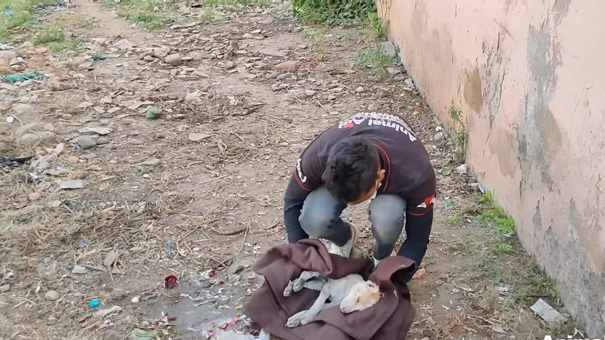 la madre disperata aveva bisogno di aiuto per salvare la vita al suo cucciolo