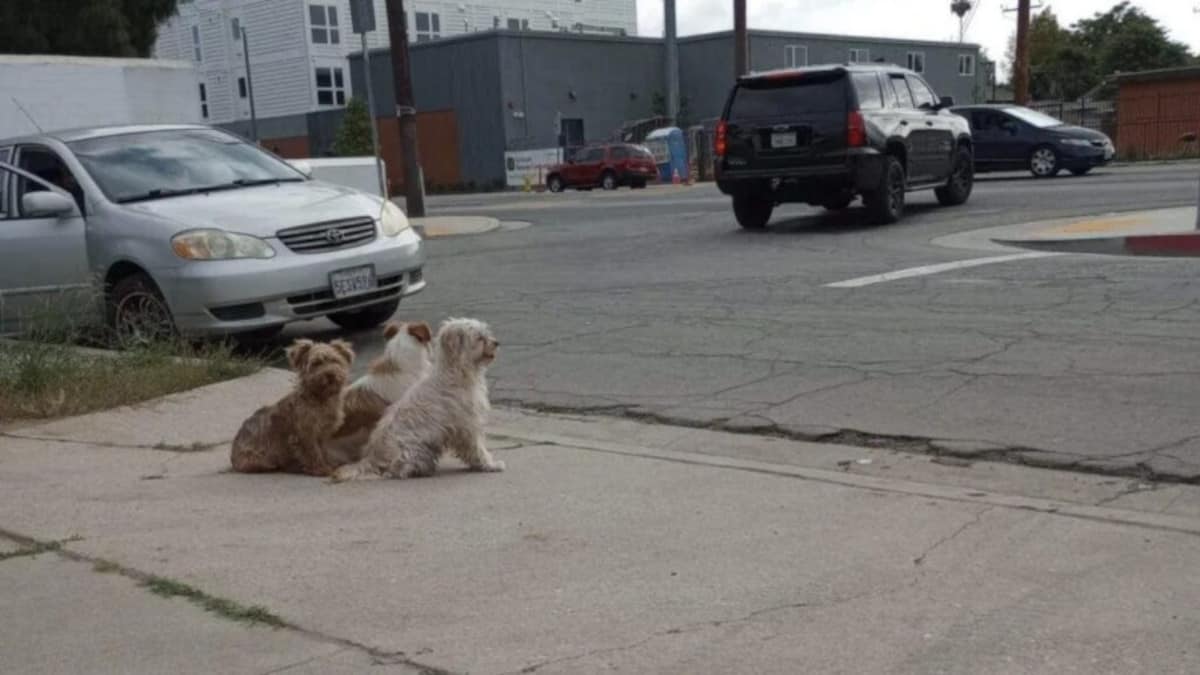 3 Cani vengono abbandonati dalla famiglia, ma restano uniti. Non si sono mai separati