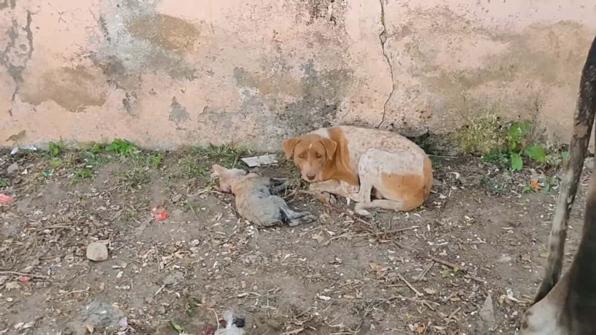 La madre cane implorava aiuto con lo sguardo mentre proteggeva il suo piccolo indifeso