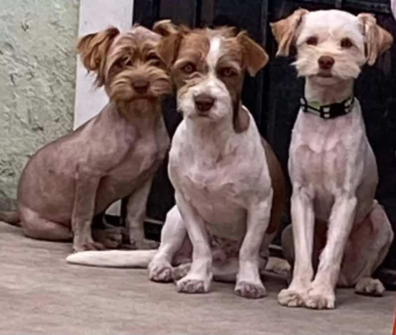 Tre cani vengono abbandonati e rimangono sempre insieme