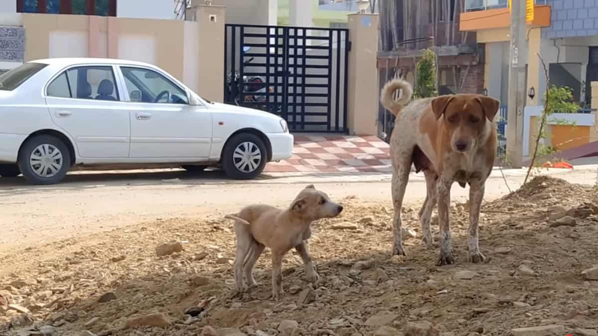 la madre disperata aveva bisogno di aiuto per salvare la vita al suo cucciolo