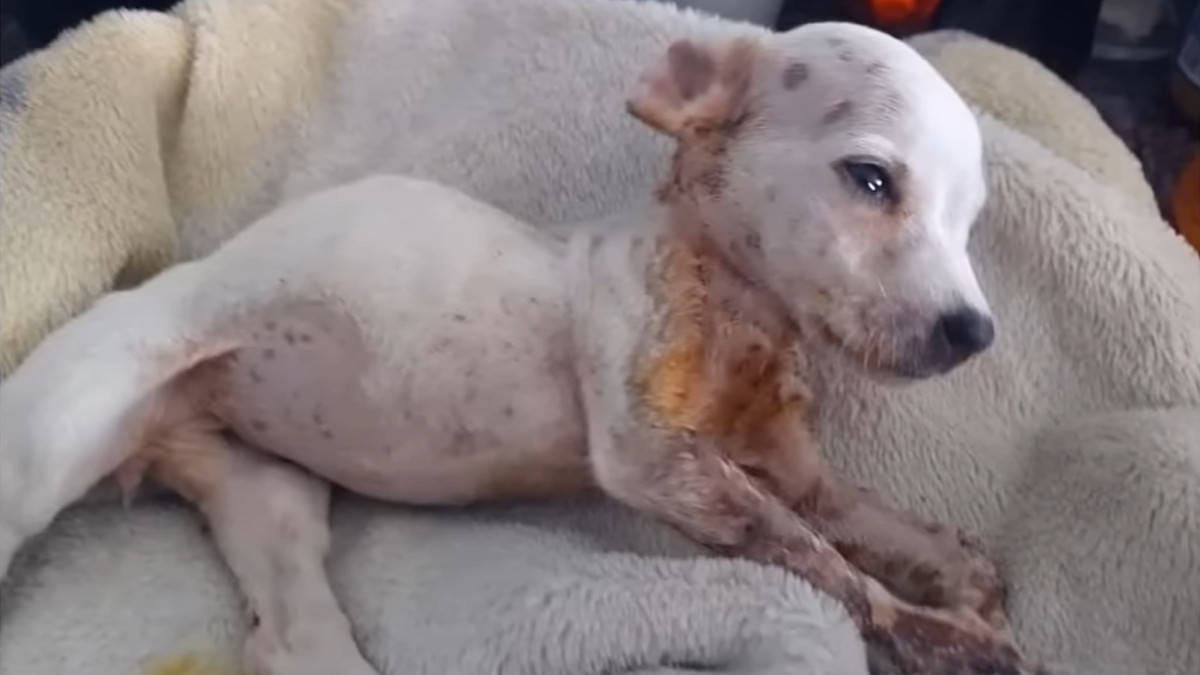 Miracolosa sopravvivenza di un cucciolo di 1,5 kg dopo una notte fredda e un incidente