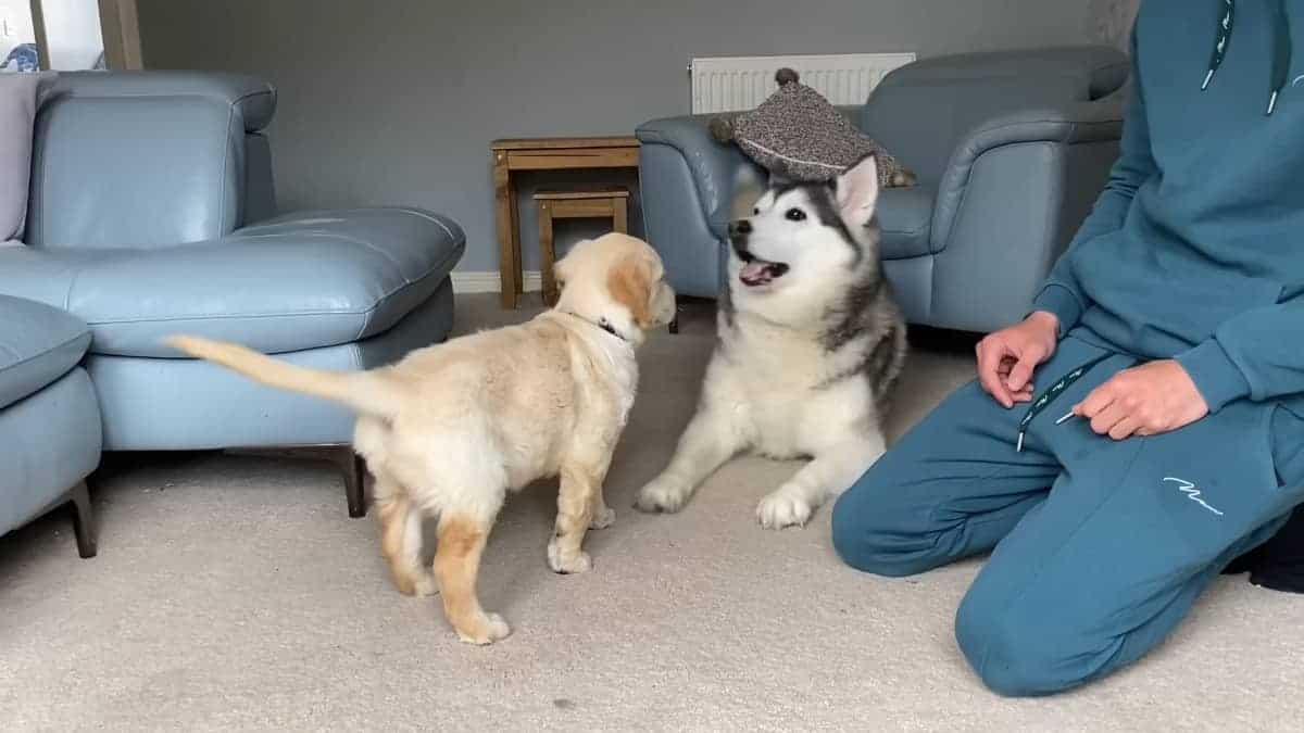 L'Incontro magico tra Husky gigante e un cucciolo che accende il suo instinto materno