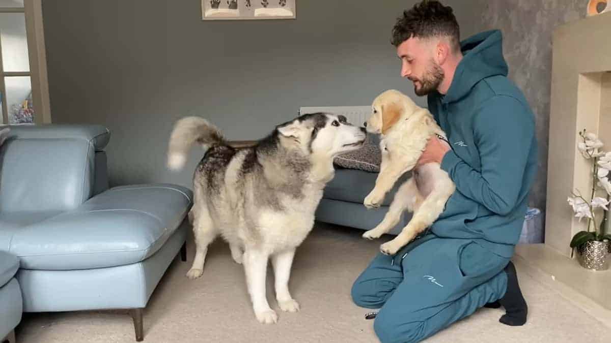 Un husky gigante scioglie i cuori incontrando per la prima volta un piccolo cucciolo d’oro