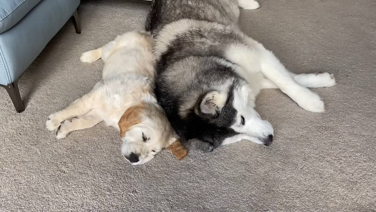 L'Incontro magico tra Husky gigante e un cucciolo che accende il suo instinto materno