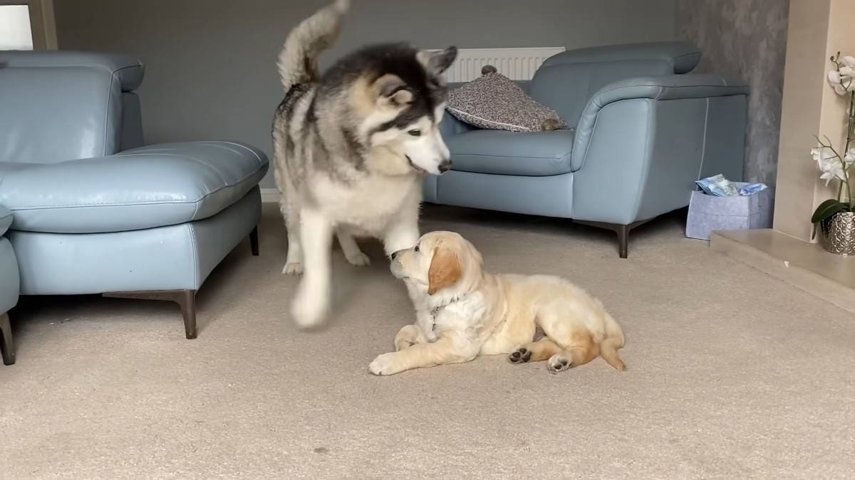 L'Incontro magico tra Husky gigante e un cucciolo che accende il suo instinto materno