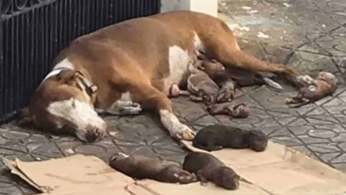 Costretta a partorire sul marciapiede, crolla sul suolo quando arrivano i soccorsi mentre protegge i cuccioli