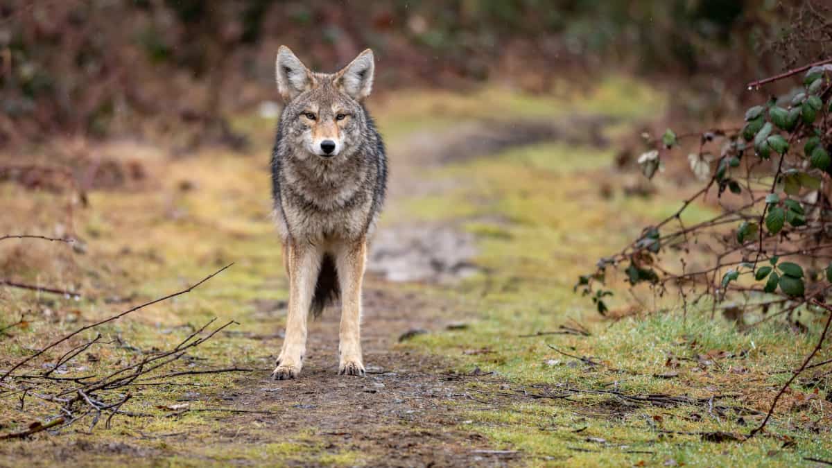 Un cane da pastore salva le pecore da 11 coyote