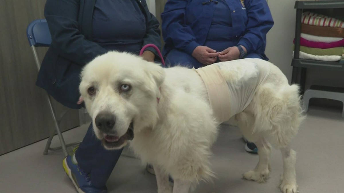 Un cane da pastore salva le pecore da 11 coyote