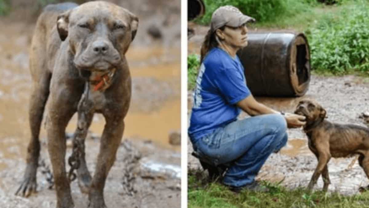 Cane denutrito salvato dai combattimenti trova l’amore per la prima volta nella sua vita