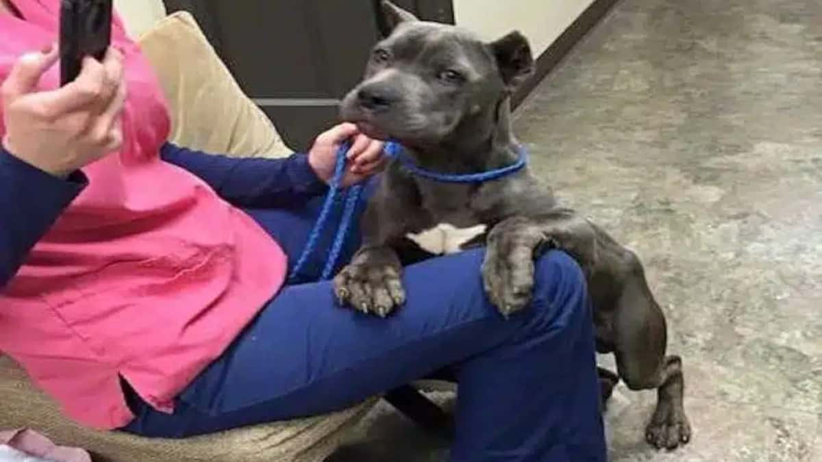 Il cucciolo viene finalmente salvato dopo essere rimasto intrappolato in una gabbia per due anni