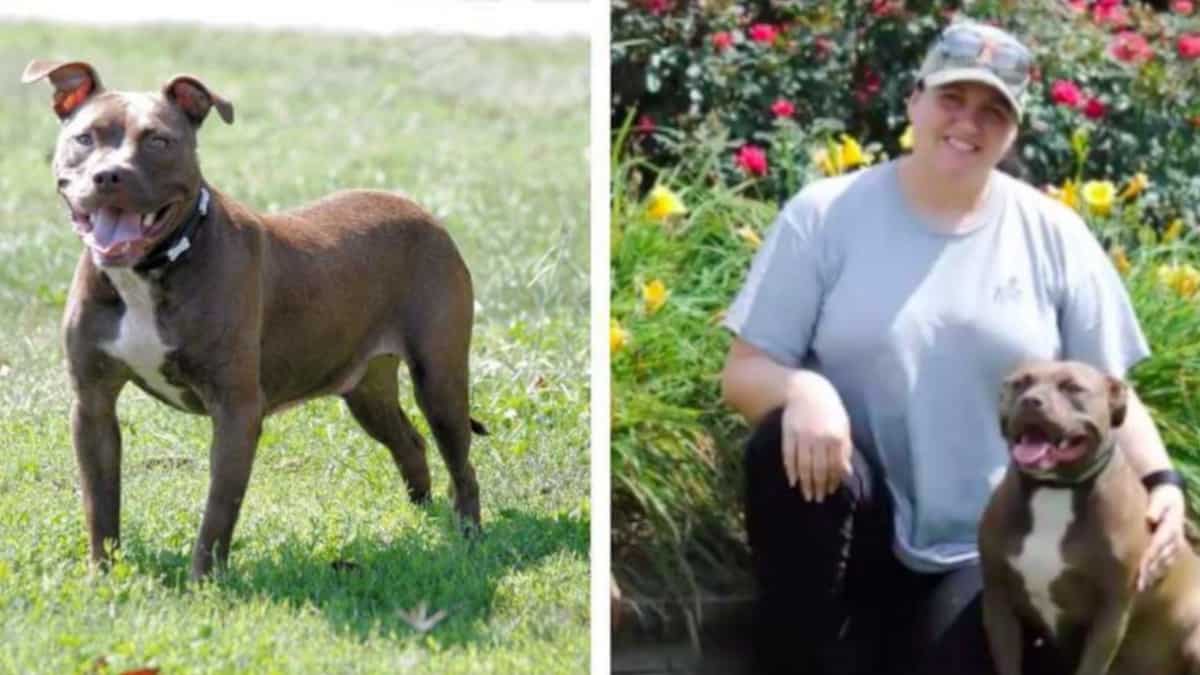 Mauka: La rinascita di un Pitbull, dall'abbandono all'amore infinito