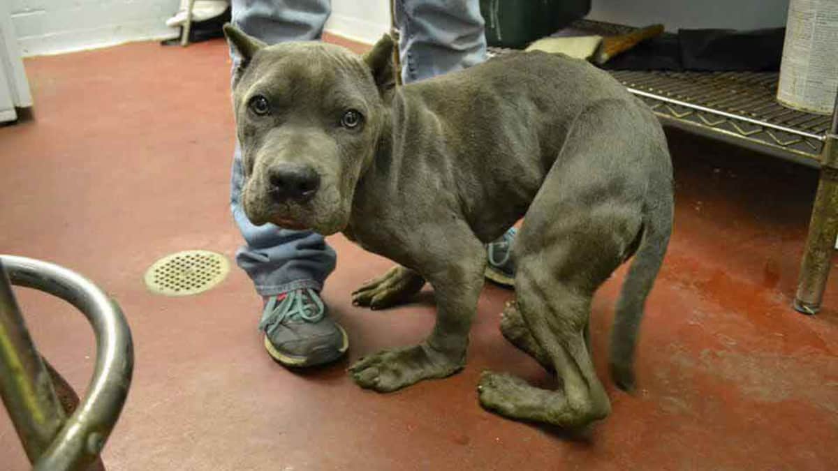 PitBull spaventato e tenuto in gabbia per 2 anni ora ha un corpo deformato