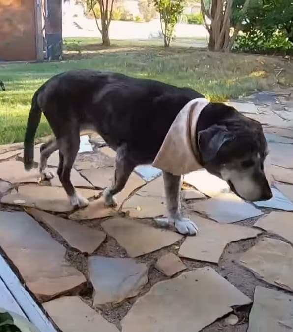 cagnolona abbandonata in un rifugio perchè troppo vecchia