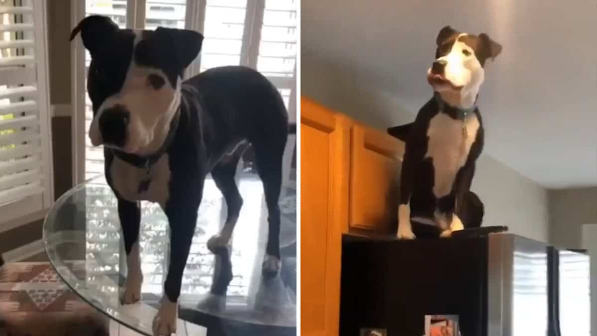 La storia del cane giocoso che si comporta come un gatto