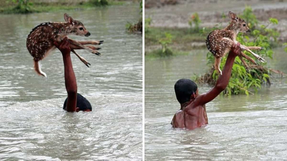 Un giovane ragazzo salva un cerbiatto da una violenta alluvione