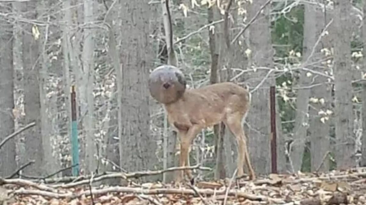 Un uomo vede un cervo con una boccia di vetro bloccata sulla testa