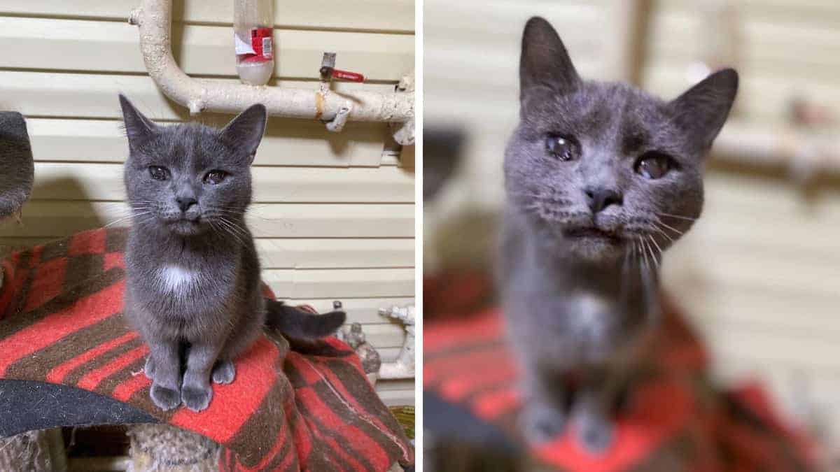 gatto viene abbandotato perchè brutto