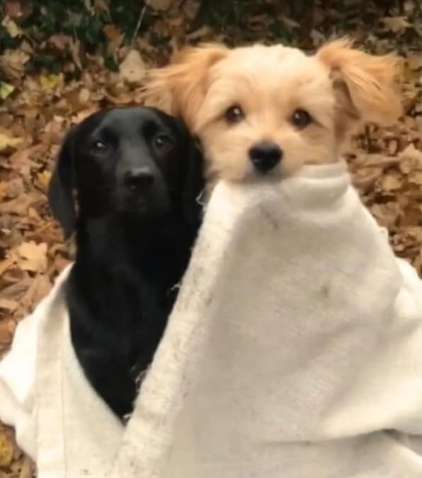 tenero abbraccio tra due cagnolini