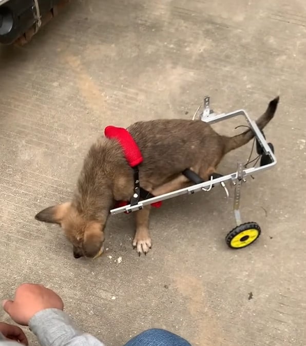 Fubao: la storia di un cane paralizzato che ha conquistato il cuore del mondo