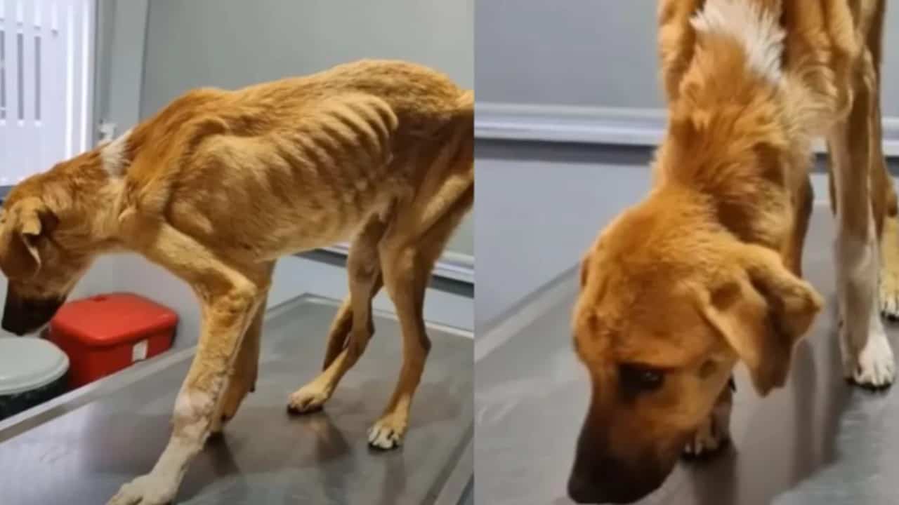 Trovano un cane talmente magro da non avere quasi più la forza di muoversi, ma il loro gesto gli cambia completamente la vita