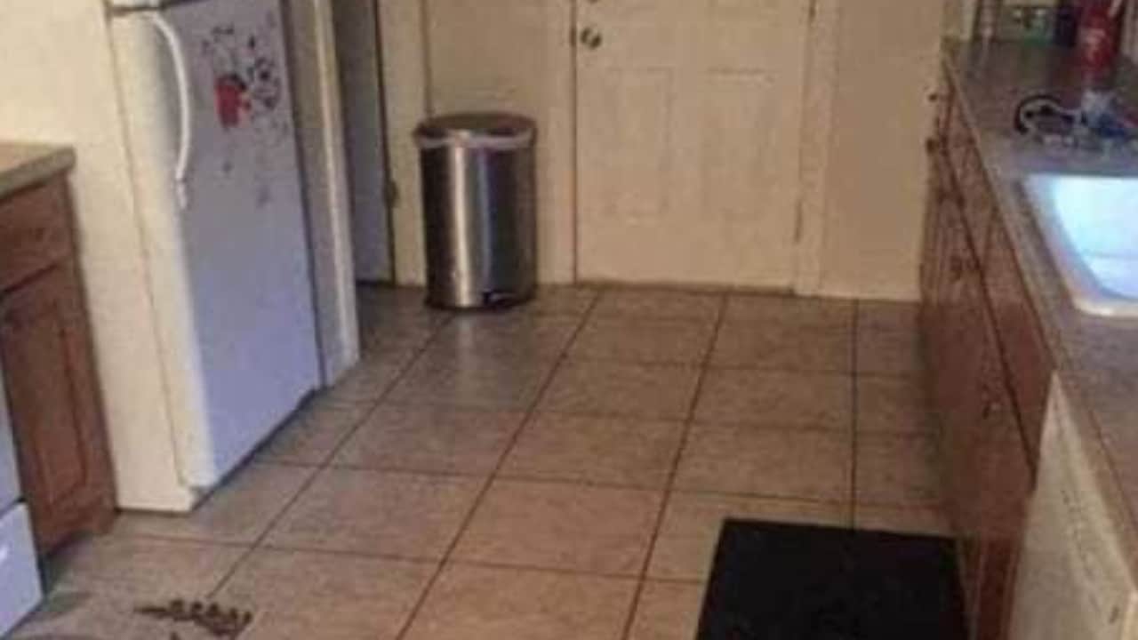 cane nascosto nella cucina