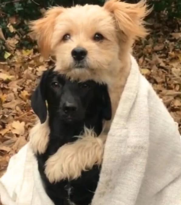 tenero abbraccio tra due cagnolini