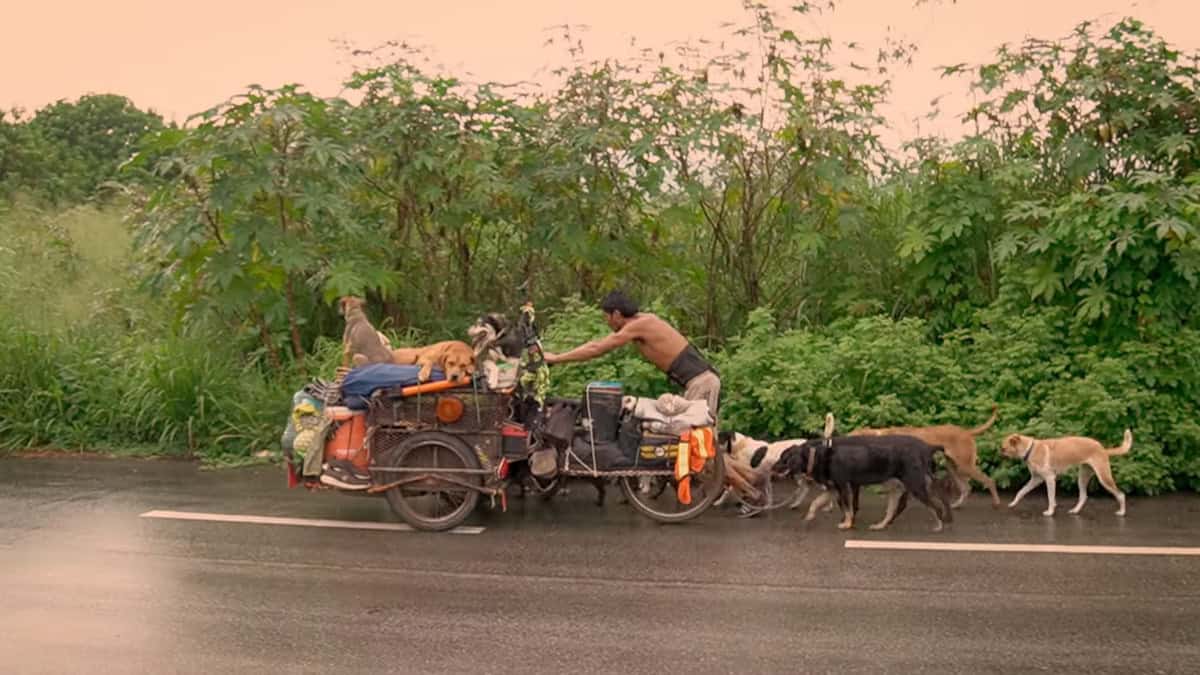 "Il viaggio di Edgardo Juarez: l'uomo che ha dedicato la sua vita a salvare i cani randagi