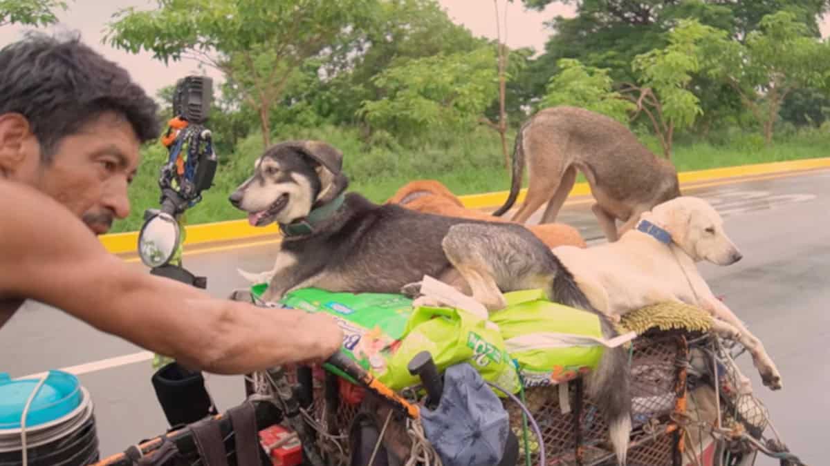 Edgardo Juarez, l'eroe dei cani randaggi