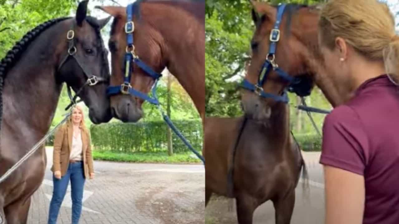 I fratelli cavalli separati da tempo non riescono a contenere le emozioni quando si riuniscono dopo anni di separazione