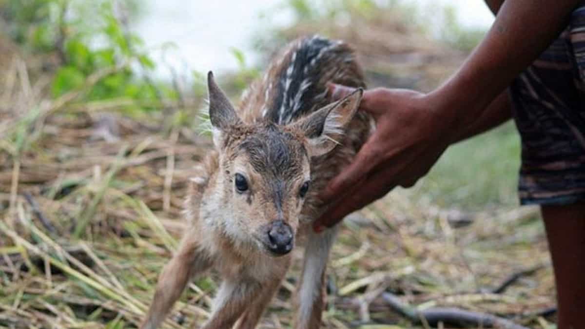 il giovane eroe che ha sfidato le acque per salvare un cucciolo in pericolo