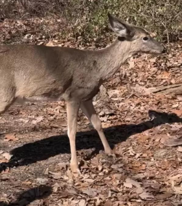 un uomo salva un cervo intrappolato