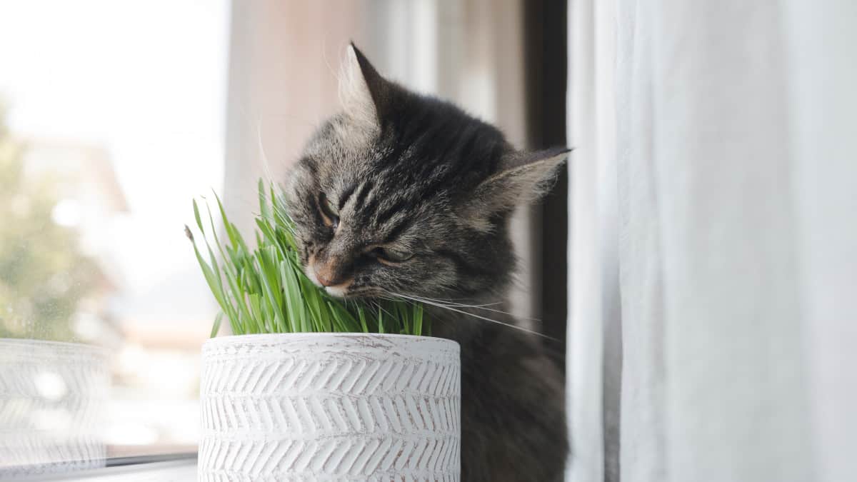 rimedi naturali per eliminare le cimici da casa