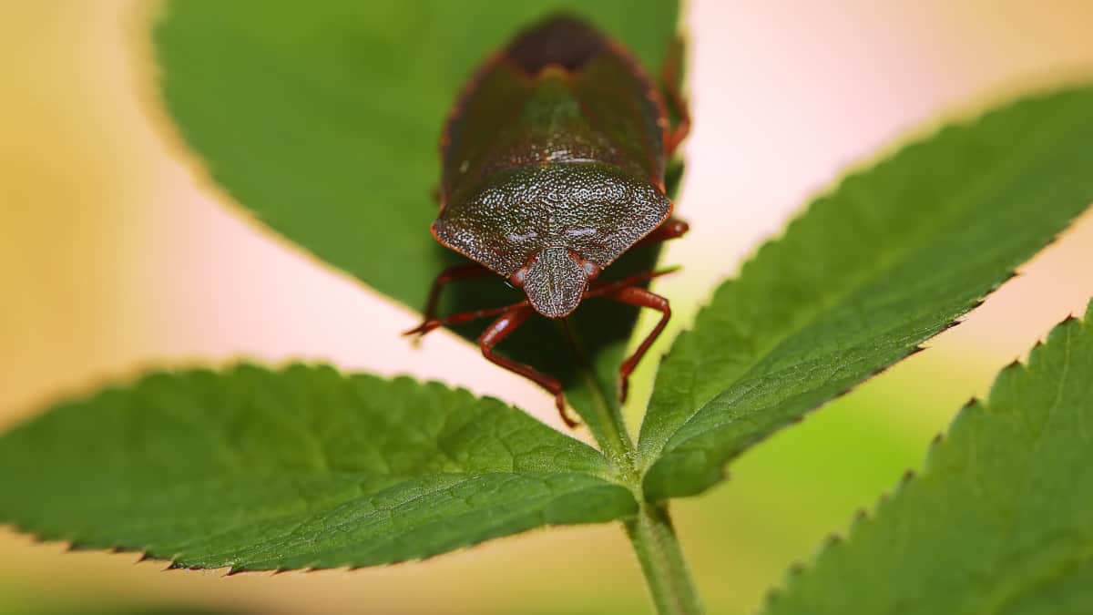 rimedi naturali per eliminare le cimici da casa