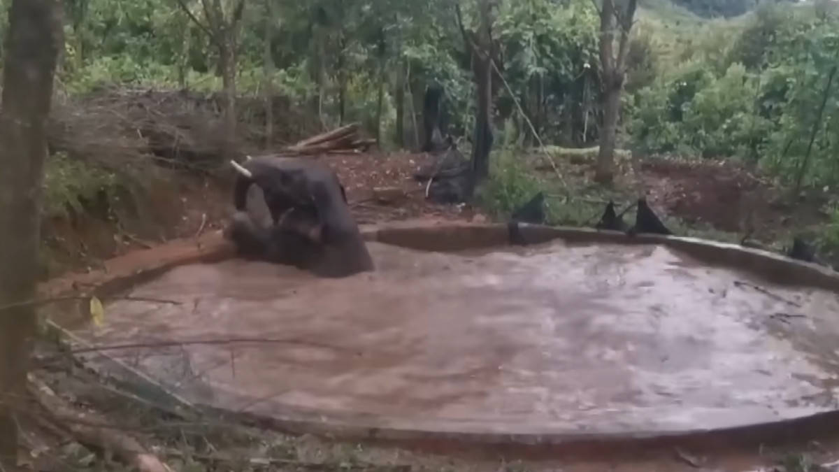 Il drammatico salvataggio dell'elefante intrappolato nello stagno