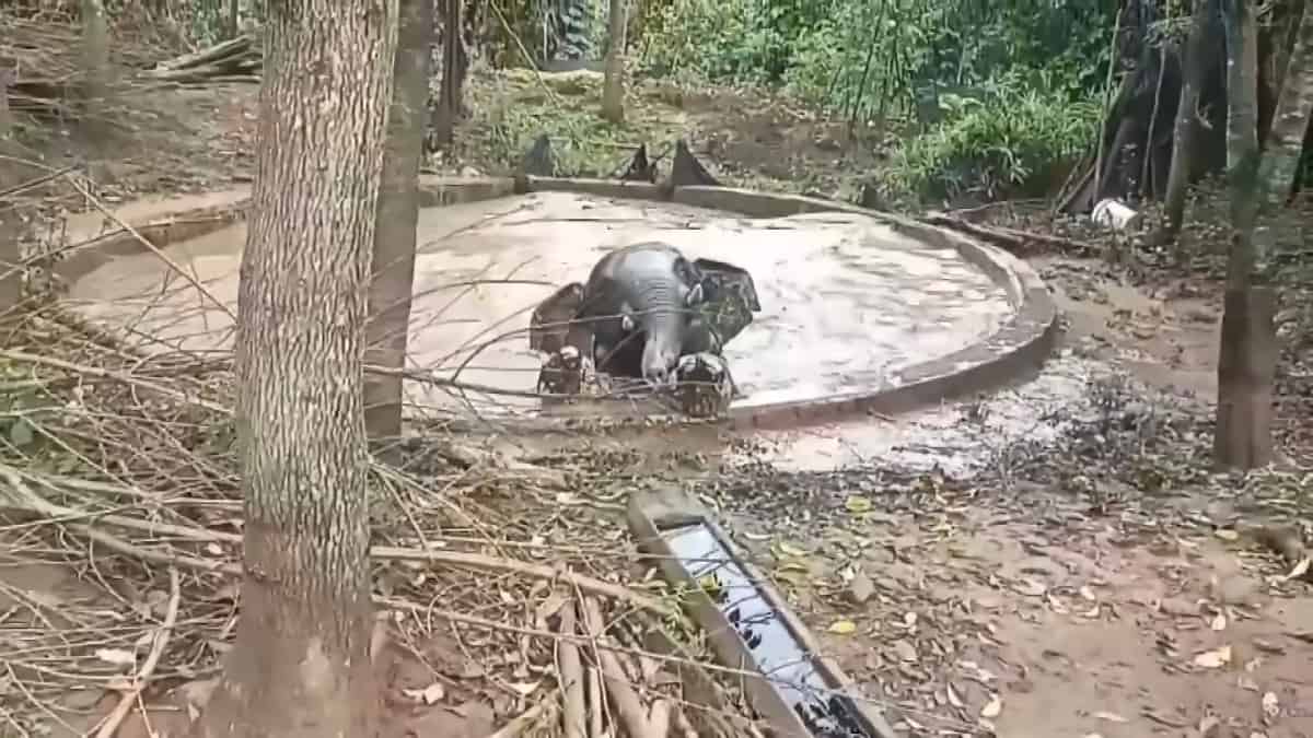L'elefante intrappolato nello stagno rischia d'affondare