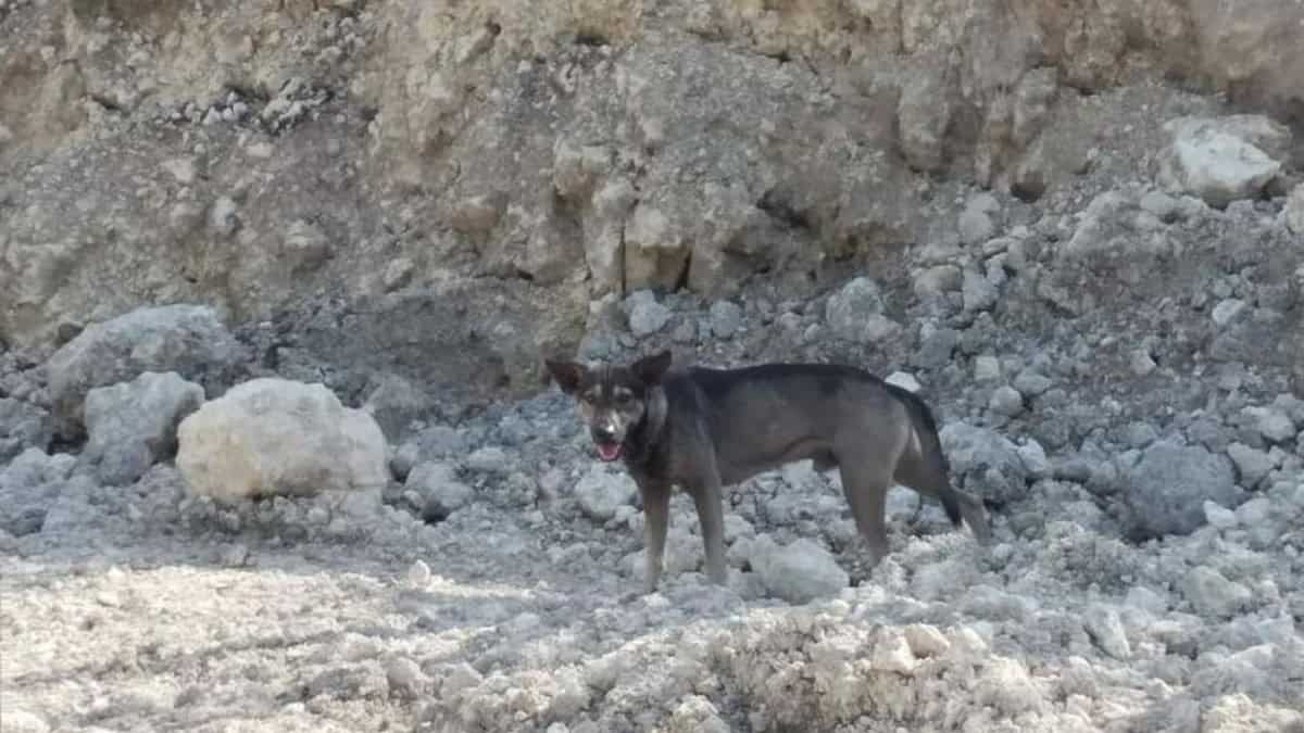 Blacky: il cane che ha condotto alla salvezza un neonato abbandonato