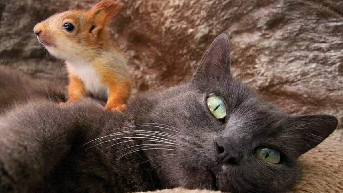 Gatta adotta i cuccioli di scoiattolo orfani