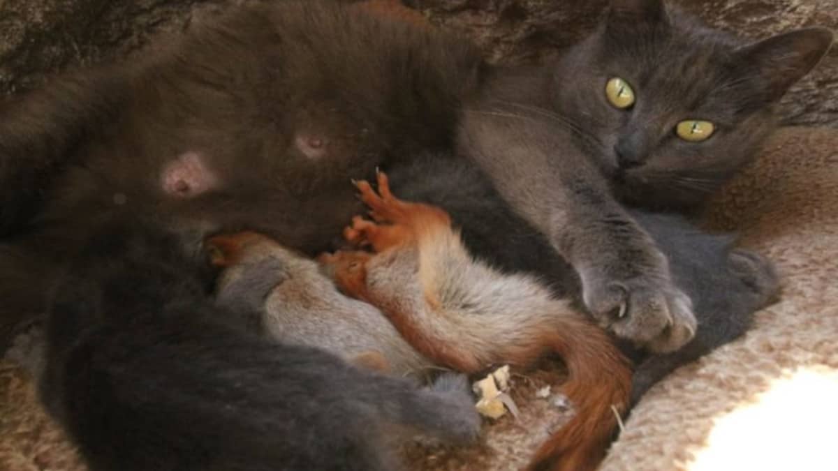 Gatta adotta i cuccioli di scoiattolo orfani