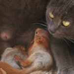 Quando l'istinto materno supera le barriere di specie: la toccante storia della gatta e i suoi cuccioli scoiattolo